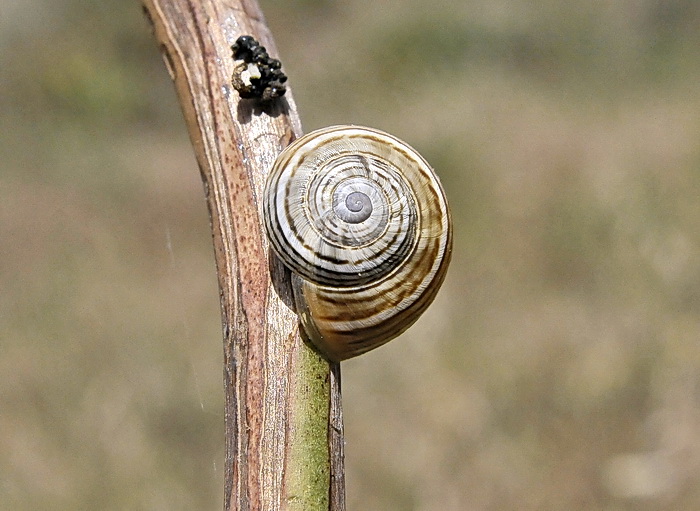 Theba pisana - Gasteropode corso